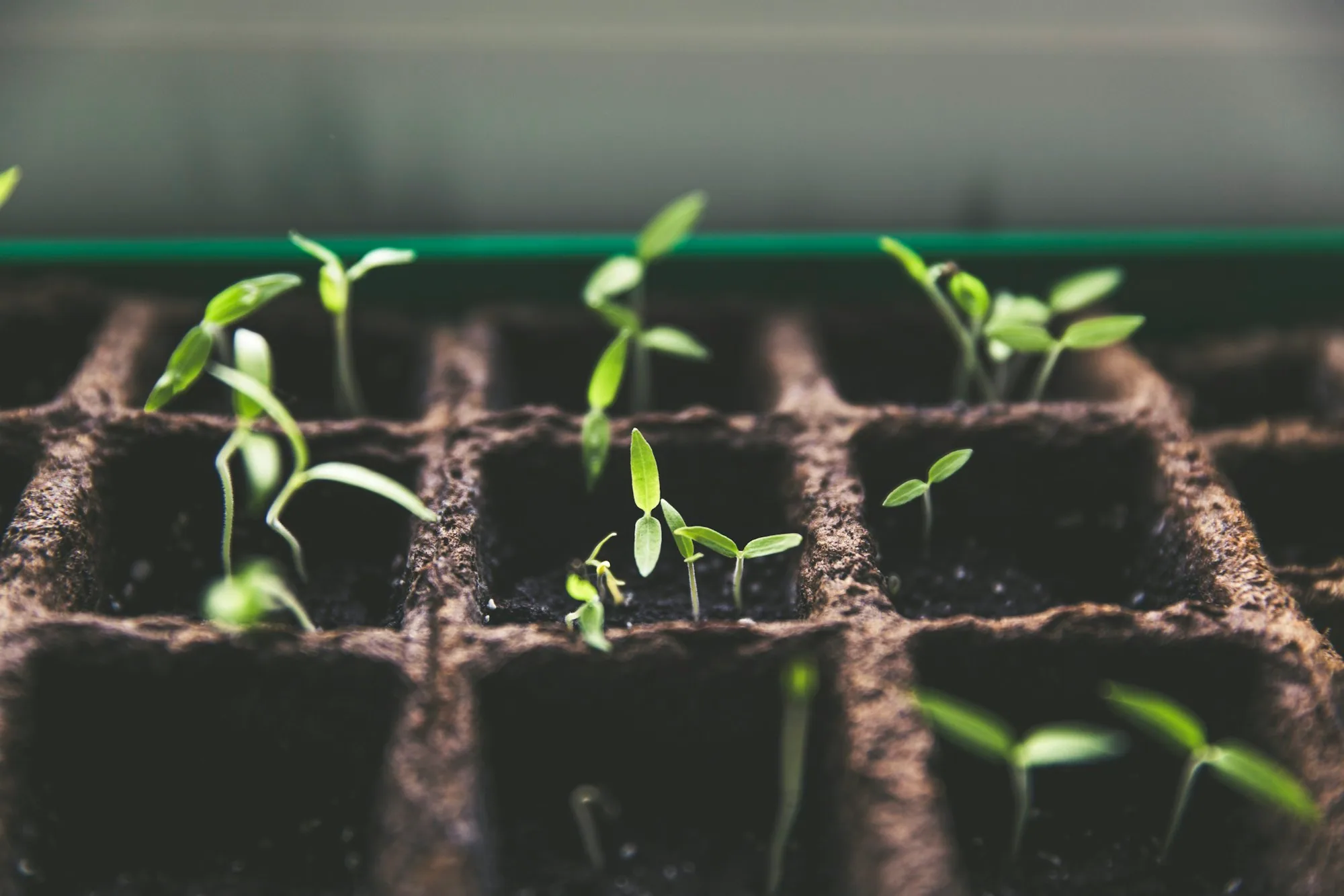 Horticulture Therapy
